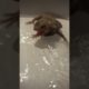 Bath time for my angry bearded dragon! #animals #pets #reptiles #viral #beardeddragon