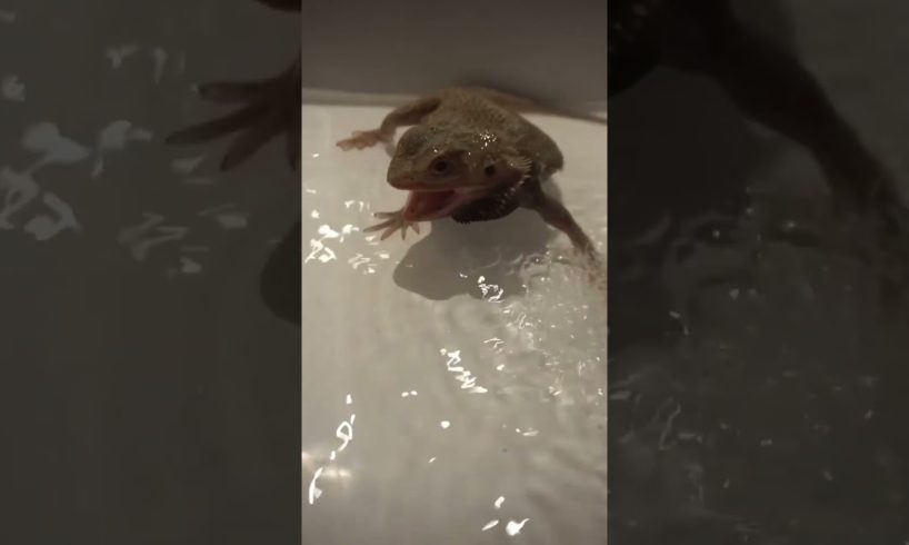 Bath time for my angry bearded dragon! #animals #pets #reptiles #viral #beardeddragon