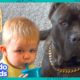 Big Dog Can't Wait To Splash Around With His Little Brother | Dodo Kids | It’s Me!