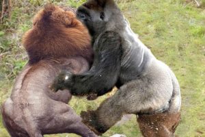 Big fight between ancient gorilla and the king of the green forest - lion