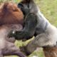 Big fight between ancient gorilla and the king of the green forest - lion