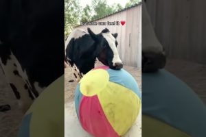 Blind Cow Loves Her Bouncy Ball