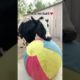 Blind Cow Loves Her Bouncy Ball