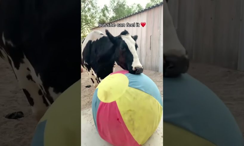 Blind Cow Loves Her Bouncy Ball
