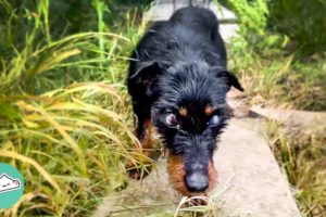 Blind Dog Walked Out of Bushes Right into Man's Arms | Cuddle Buddies