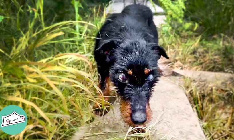 Blind Dog Walked Out of Bushes Right into Man's Arms | Cuddle Buddies