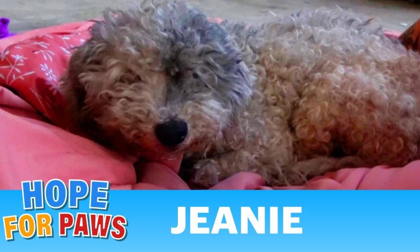 Blind senior dog on the streets rescued before getting hit by a car. 😱