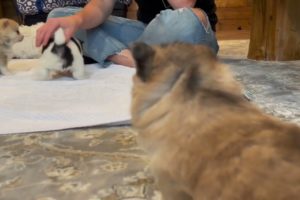 Bowtie Pomsky - The FUZZIEST and CUTEST Puppies EVER!