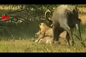 👍Brave Buffalo👊Fights Leopard And Saves Her Baby Calf | Leopard Attack | #Hunting #attack #shorts