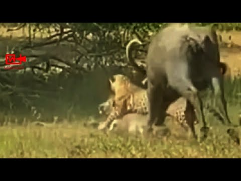 👍Brave Buffalo👊Fights Leopard And Saves Her Baby Calf | Leopard Attack | #Hunting #attack #shorts