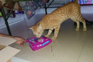 Browny is very happy to see his food | Cat videos | @kittenstories1796