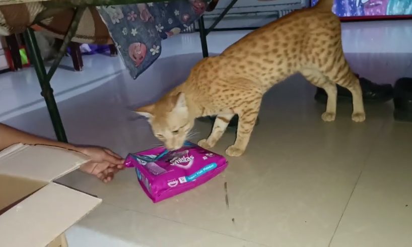 Browny is very happy to see his food | Cat videos | @kittenstories1796