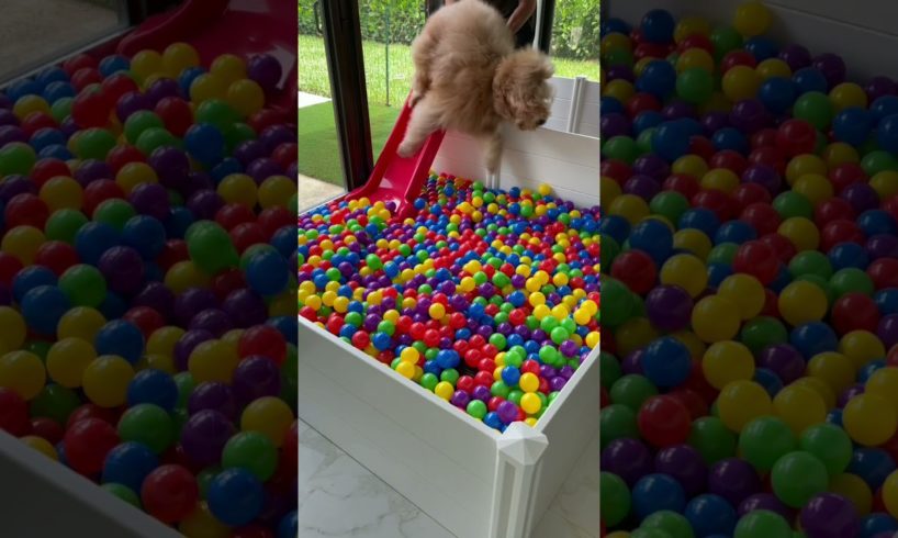 Building a Puppy Ball Pit! #shorts