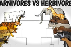 CARNIVORES VS HERBIVORES TOURNAMENT - ANIMATION