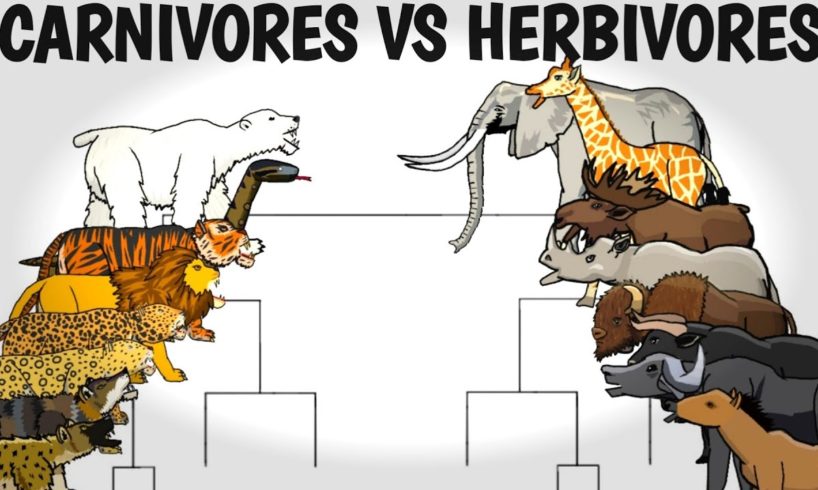 CARNIVORES VS HERBIVORES TOURNAMENT - ANIMATION
