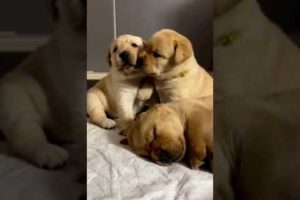 CUTE LABRADOR PUPPIES 💕🤭| LABRADOR PUPPIES PLAYING 💕😍