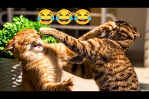 Cat Fights Compilation Video | Animal Fight 2023