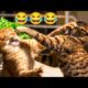 Cat Fights Compilation Video | Animal Fight 2023