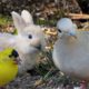 Cat and Dog TV 4K😺Baby Bunnies and Bird Friends🐦Calming Pets with Garden Birds, Squirrels, Pigeons