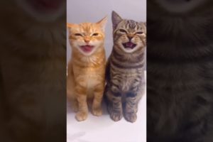 Cat funny sound | #tranding #shorts #youtubeshorts