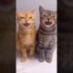 Cat funny sound | #tranding #shorts #youtubeshorts