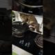 Cat in the kitchen | #tranding #shorts #youtubeshorts