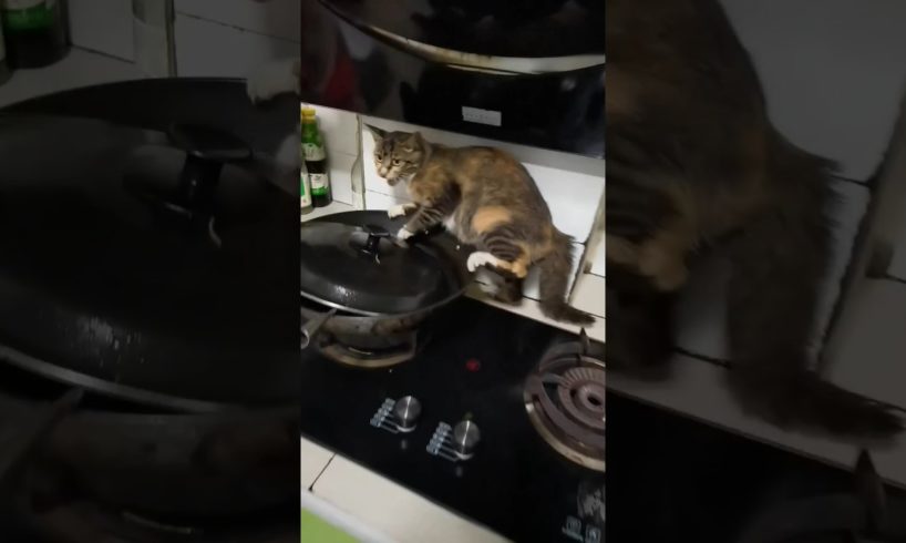 Cat in the kitchen | #tranding #shorts #youtubeshorts