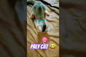 Cat play so cute 😍#shorts #funny #viral #catvideos #youtubeshorts #cats #animals #cute #best