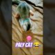 Cat play so cute 😍#shorts #funny #viral #catvideos #youtubeshorts #cats #animals #cute #best