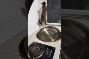 Cat stuck in kitchen | #tranding #shorts #youtubeshorts