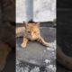 Cat videos | Browny is very intelligent cat | #tranding #shorts #youtubeshorts