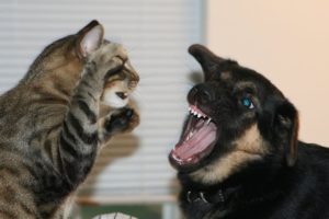 Cats vs Dogs fights - angry cats vs dogs funny compilation