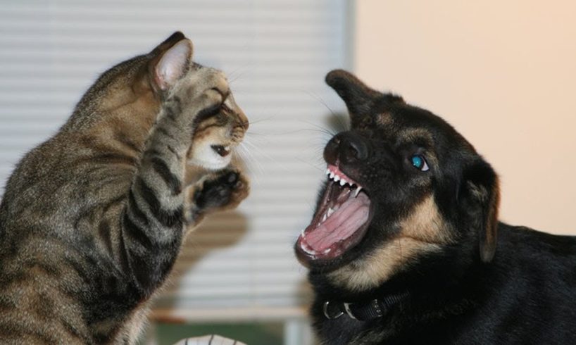 Cats vs Dogs fights - angry cats vs dogs funny compilation