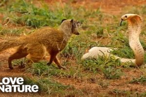 Cobra VS Mongoose | Love Nature