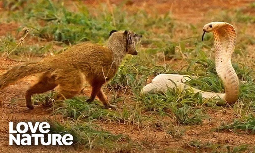 Cobra VS Mongoose | Love Nature