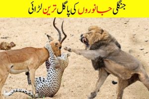 Craziest Fights of Wild Animals | Animal Fights in Urdu Hindi