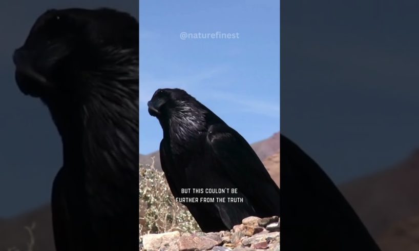 Crow Is Smarter Than A 7 Year Old #shorts #animals
