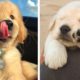Cute Baby Golden Help You Relax After Tiring Day 🐶🥰| Cute Puppies