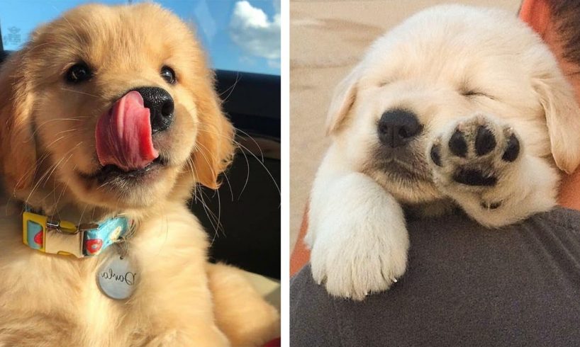 Cute Baby Golden Help You Relax After Tiring Day 🐶🥰| Cute Puppies