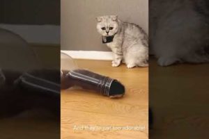 Cute Cat Baby Playing with Bottle #animals #shorts #short #funny  #saveanimals #loveanimals