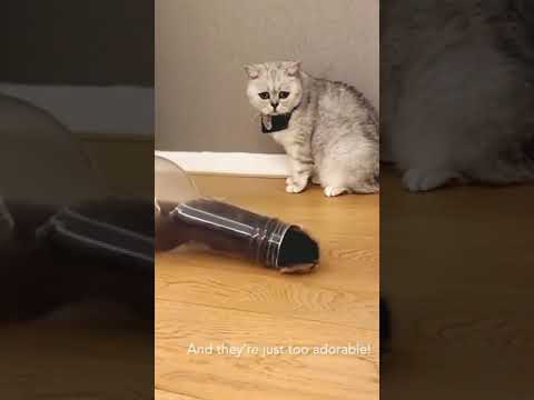 Cute Cat Baby Playing with Bottle #animals #shorts #short #funny  #saveanimals #loveanimals