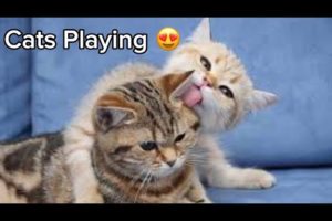 Cute Cats playing Together | Cute Animals video Complications.