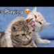 Cute Cats playing Together | Cute Animals video Complications.
