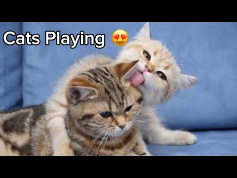 Cute Cats playing Together | Cute Animals video Complications.