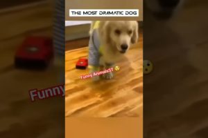 Cute 🥰 Dog 🐶 Funny Reaction 😯 #dogs @FunnyAnimalsST #cat #cute #animals #funnyanimalsst
