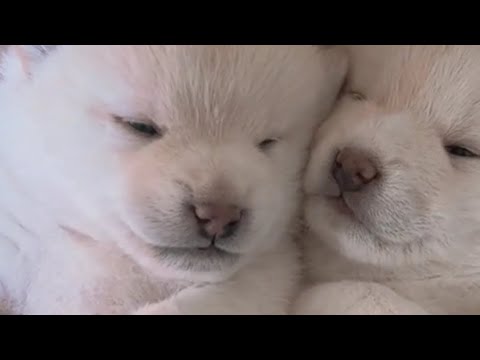 Cute Dog 🥰 #shorts #short #cute #youtubeshorts #2023 #2023shorts