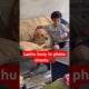 Cute Labrador puppy love kids 🥰🥰#viral #youtubeshorts #shorts #dog #labradorretriever