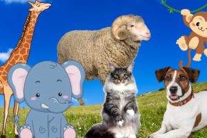 Cute Little Animals - Dog, Elephant, Sheep, Monkey, Cat - Animal Moments