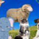 Cute Little Animals - Dog, Elephant, Sheep, Monkey, Cat - Animal Moments
