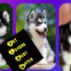 Cute Puppies 😍| Husky Dogs 🐶| Siberian Husky 🧡|| #shorts #trending  #funny  #viral #puppies
